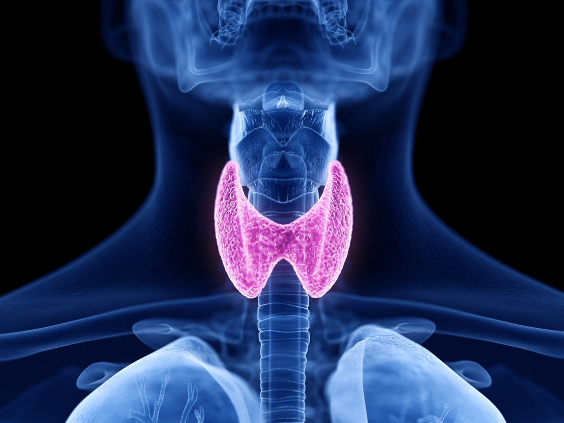 Clinical Study of the Biologically Active Thyroid Peptide Bioregulator